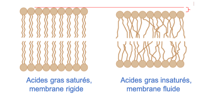 exemples-acides-gras
